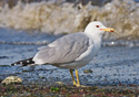 Larus californicus